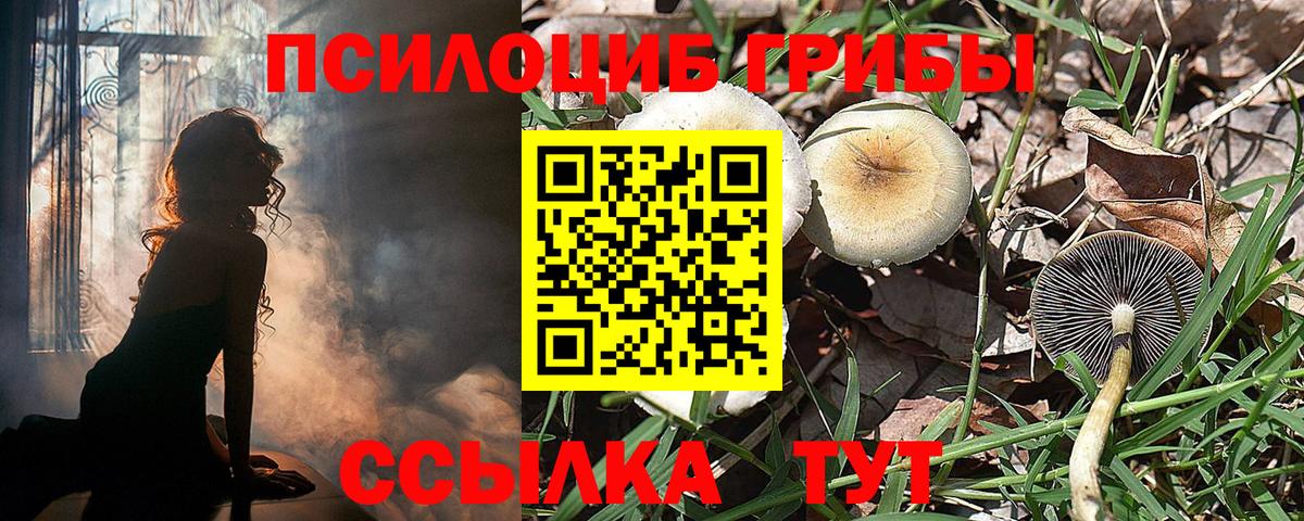 Галлюциногенные грибы Cubensis Зима